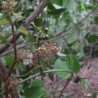 Cissus lonchiphylla Thwaites